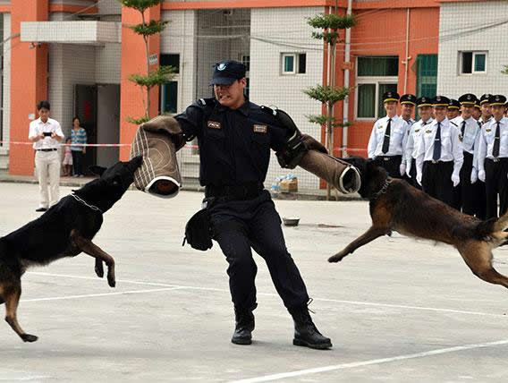 愛犬代訓服務